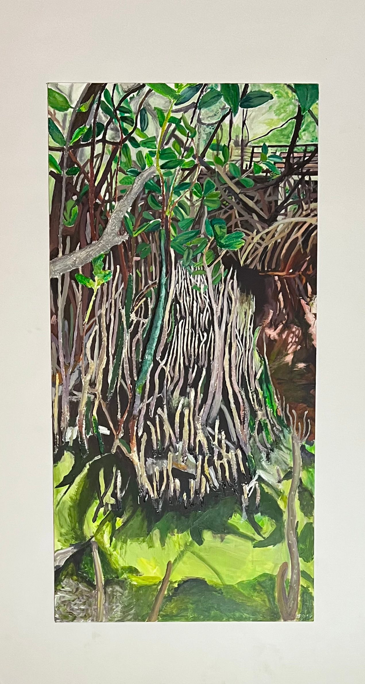 Baby Mangroves